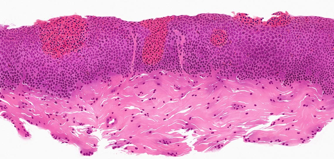 Tissue Section